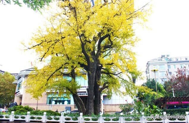 银杏树树龄绵长原因,银杏树被称为长寿树的原因