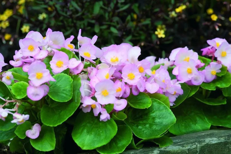 开花的秋海棠哪种好养好看,秋海棠花怎么养才能二次开花