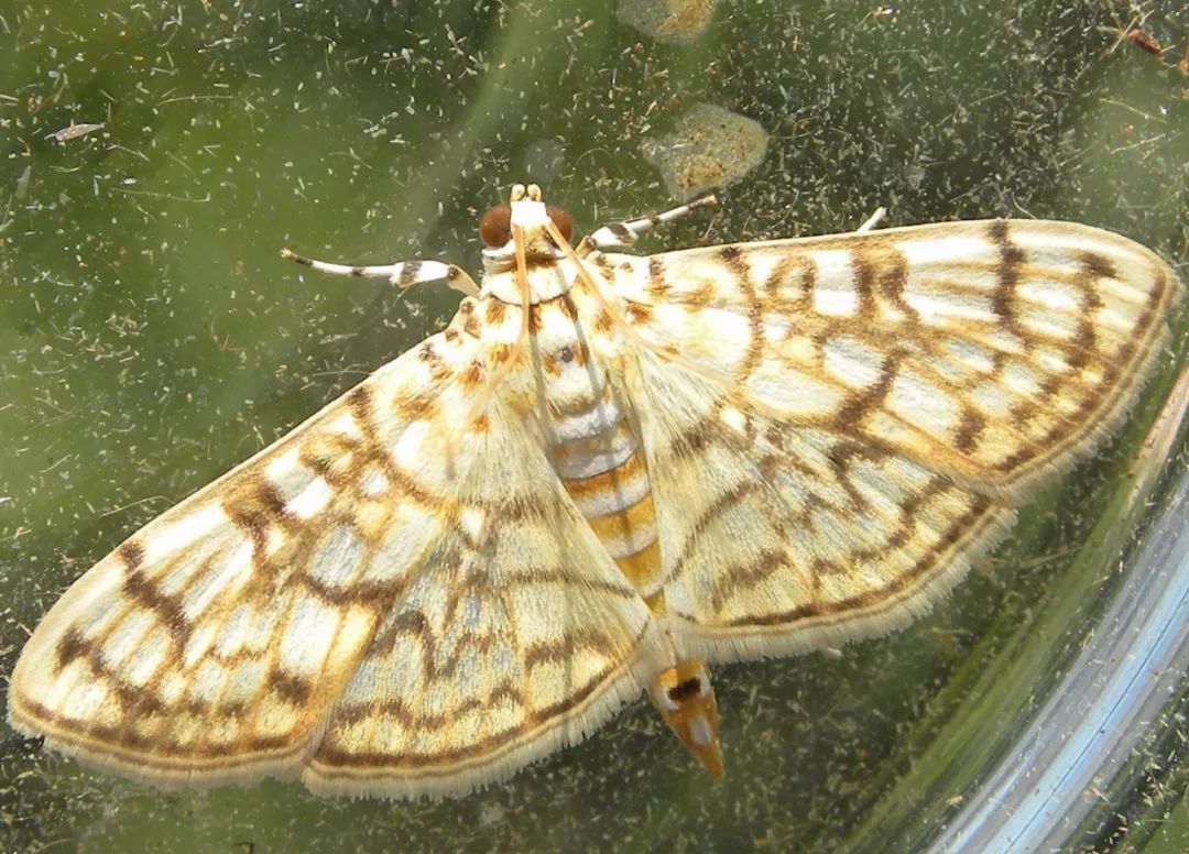 传说中的蛊虫真的有吗,传说中的扑棱蛾子