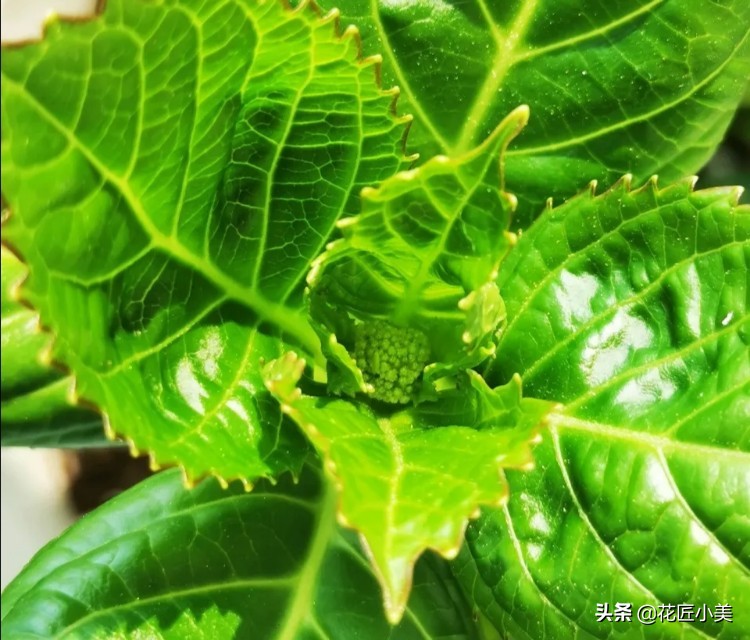 绣球花为啥不长花芽,绣球花不开花的原因和解决方法