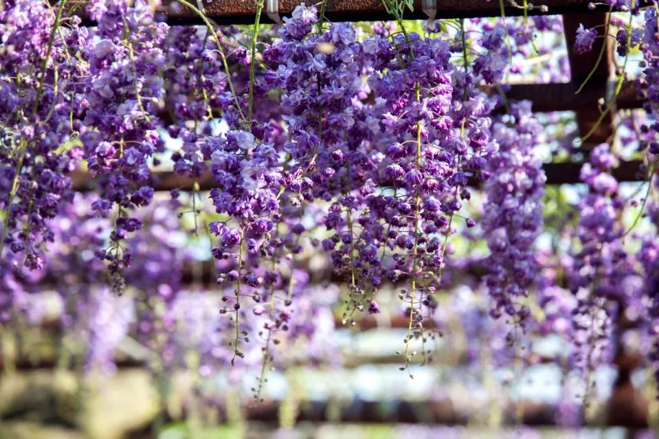 网红古树紫藤花,网红紫藤花