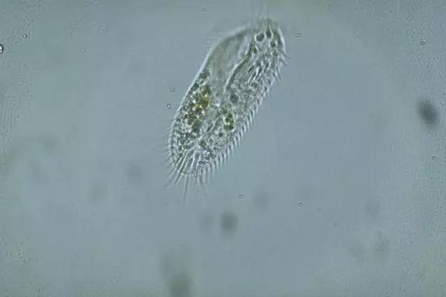 收藏!24种污水处理微生物菌相及指导意义,环保人必看(多图)