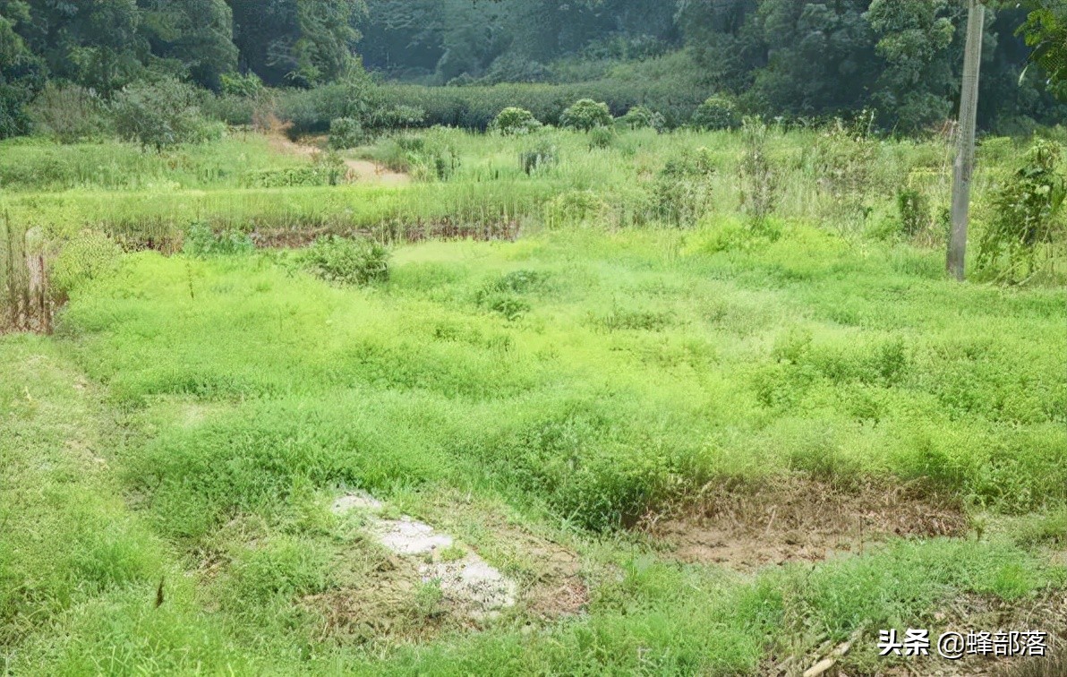 农民种植技术如何提高收益,农村种植农作物怎样高产