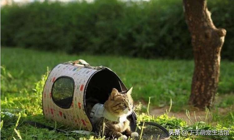 遛猫怎么才能让它不乱跑,遛猫怎么防止猫咪跑丢