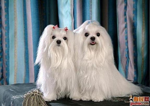 狗狗大全,送给喜欢狗的人）