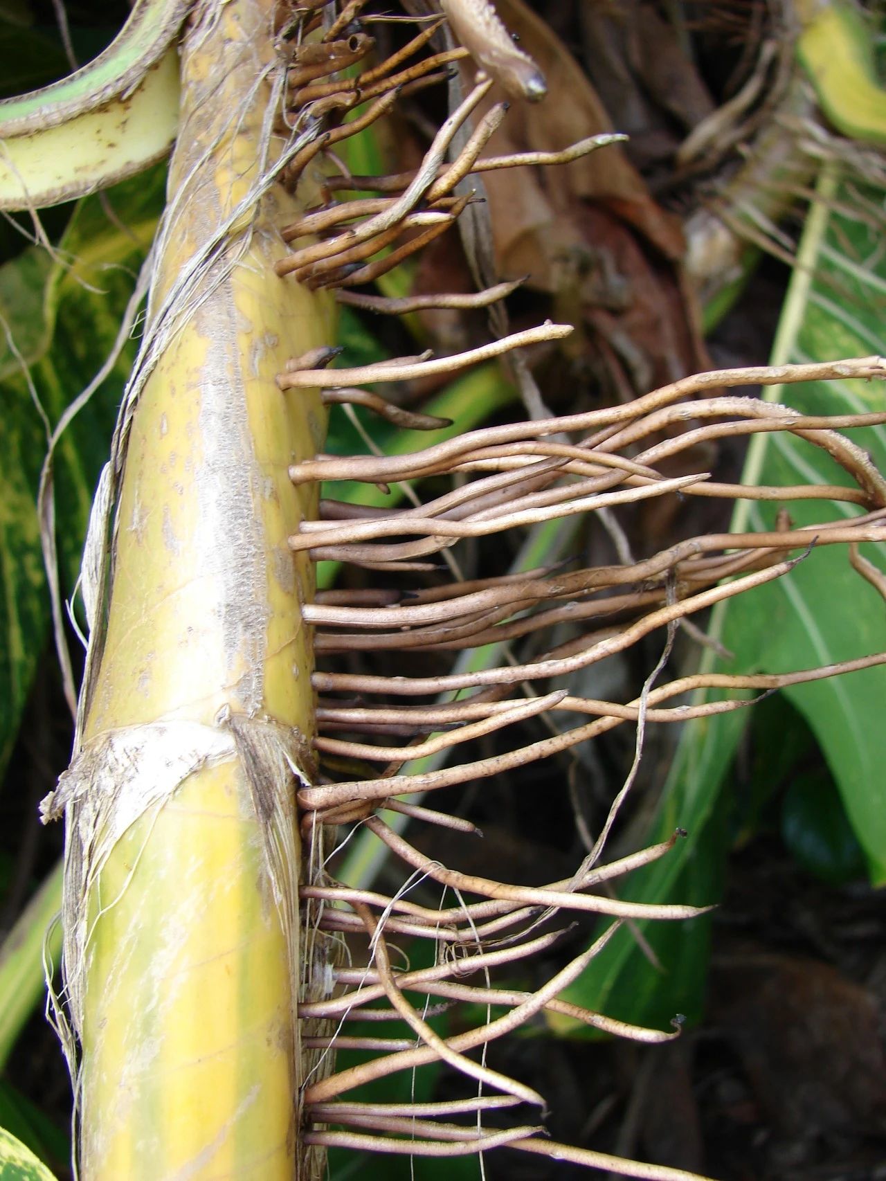 大叶绿萝和小叶绿萝哪一种长藤快,小叶绿萝爬柱可以长成大叶绿萝吗