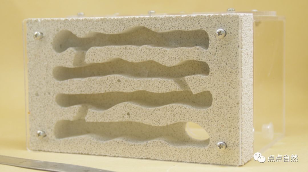 宠物蚂蚁基础知识,宠物蚂蚁怎么养新手教程