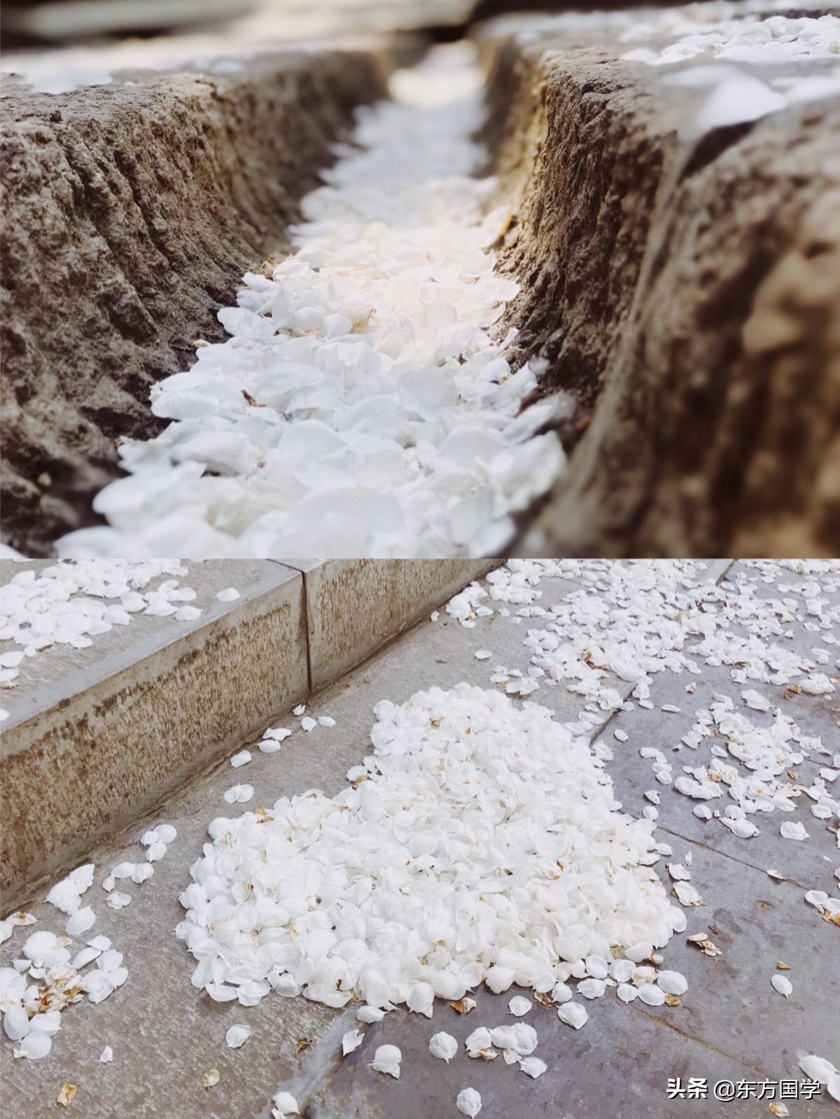 北京四月赏玉兰花的地方,北京赏玉兰的地方