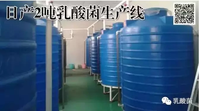 神奇的乳酸菌作用,植物性乳酸菌的功效