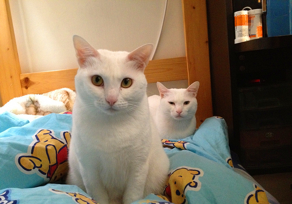 猫咪有毛怎么还怕冷,别看猫咪那么多毛猫咪是很怕冷的