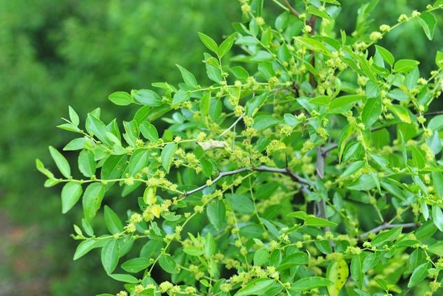 枣树几月开花几月结果,枣树只开花不结果什么意思