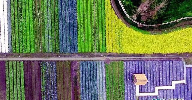 成都多利农庄,成都多利农庄采摘体验园怎么样