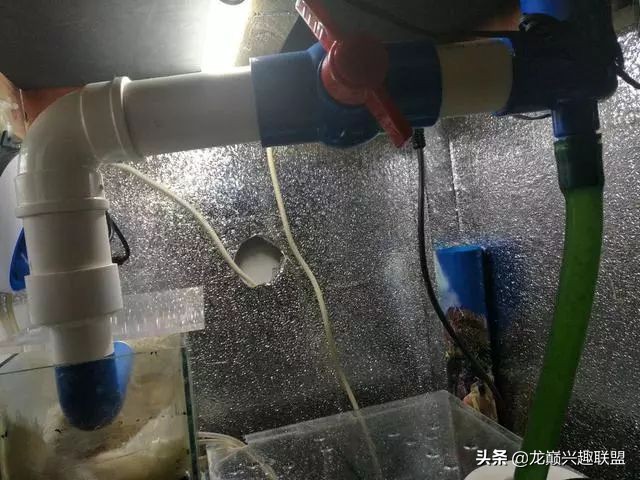 垃圾桶旁边的四方鱼缸，捡回去养了一缸金鱼，别说还挺不错