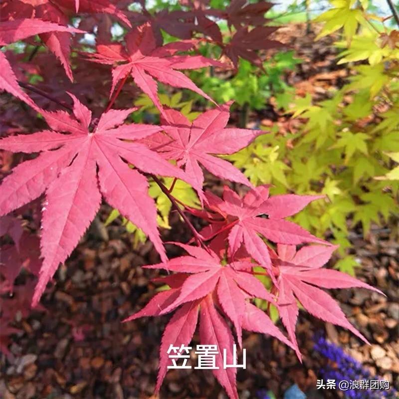 中式庭院藤类植物,枫树和紫藤