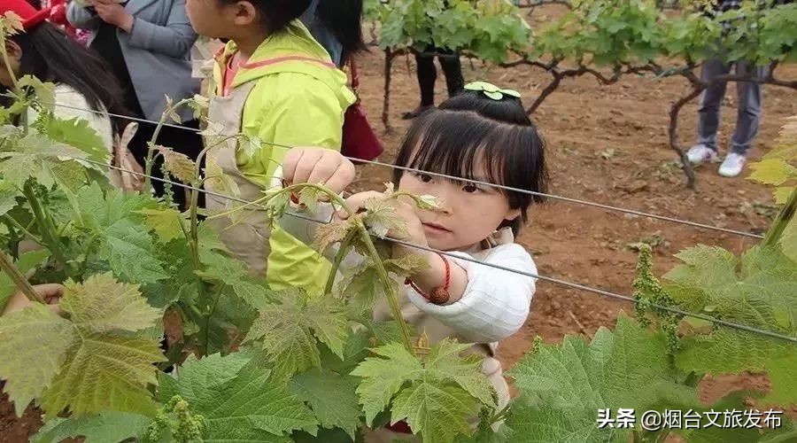 张裕卡斯特酒庄免费参观,烟台张裕卡斯特酒庄攻略