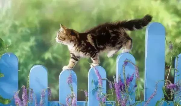 美翻了无锡这个紫色花海,美翻诸城这片花海刷爆整个朋友圈