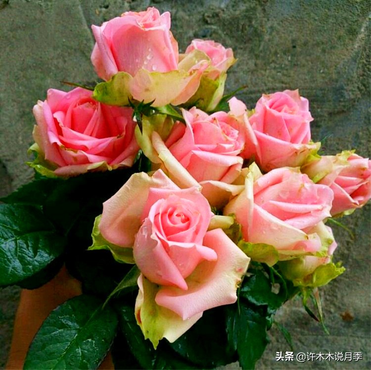 新手月季种植手册，牢记这6点，不死苗、开花多。新手收藏备用