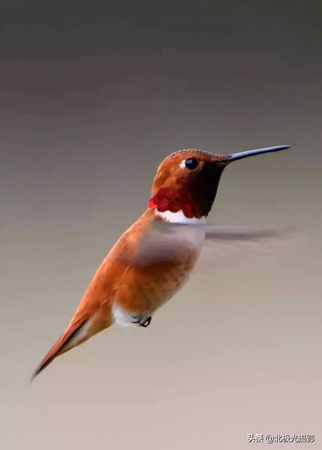 拍摄鸟类照片技巧,拍摄鸟儿照片技巧