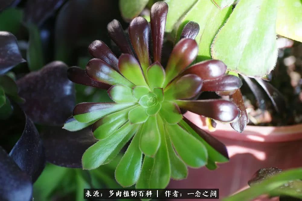 多肉牛群里的“七福神”（下）：男神篇！