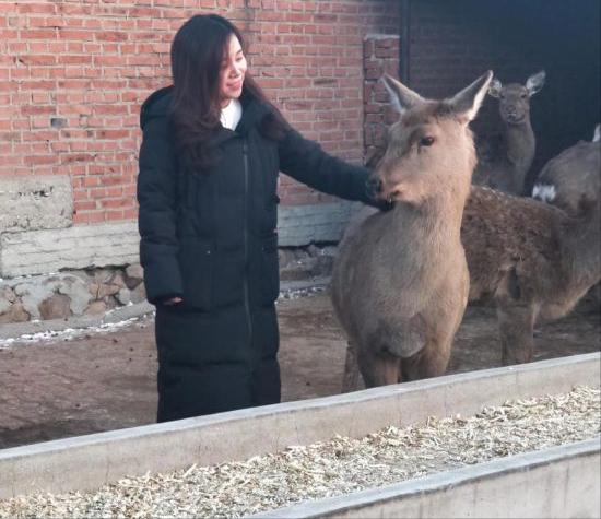 王娇养梅花鹿,梅花鹿王娇