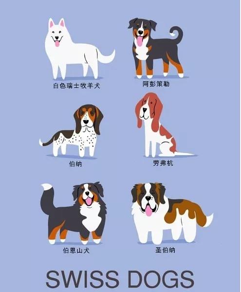 最常见狗狗品种大全及图片,中国常见的狗狗品种及图片大全