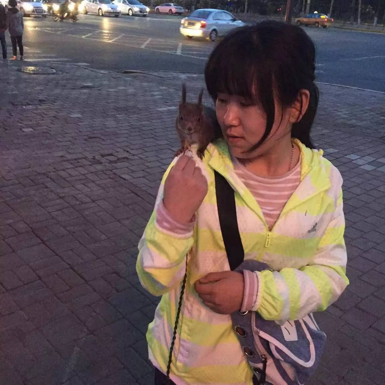 魔王松鼠成年怎么养新手,魔王松鼠新手入门必知