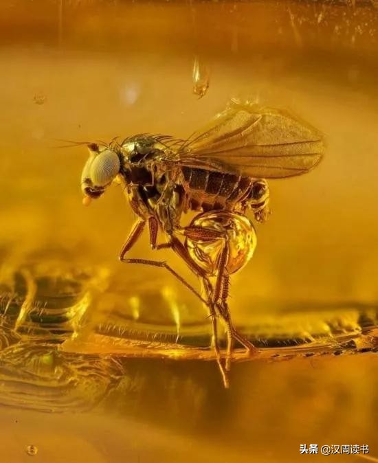 不是宝石胜似宝石,琥珀珍贵的宝石