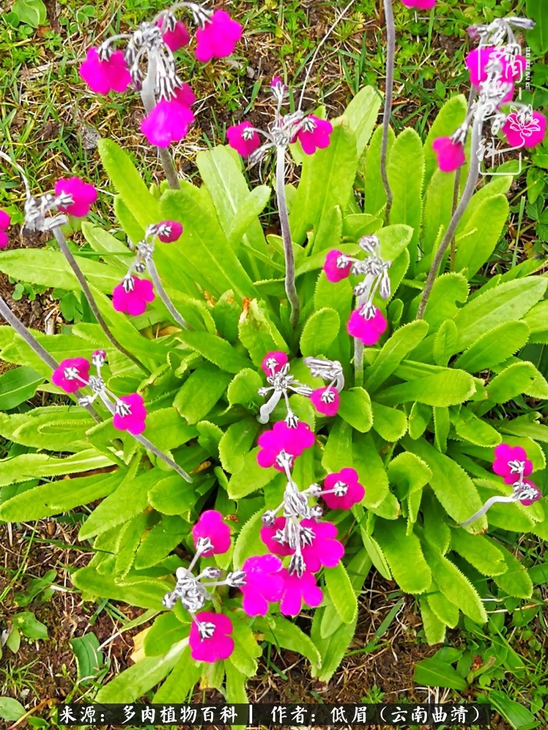 多肉看多了审美疲劳,今晚上点不一样的野味