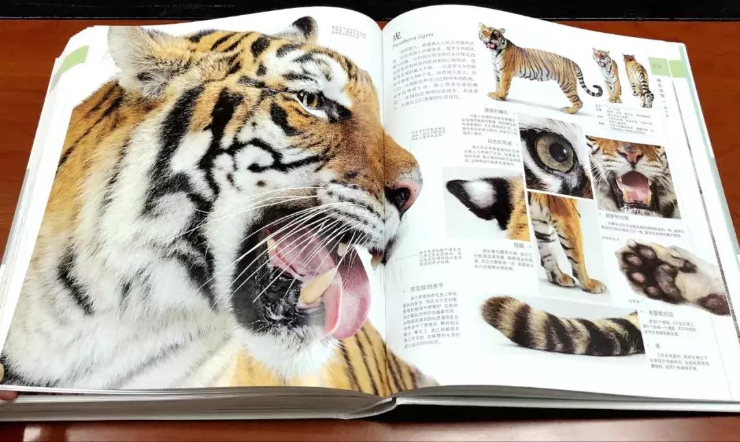 儿童dk哪些书籍值得买,dk儿童书籍推荐