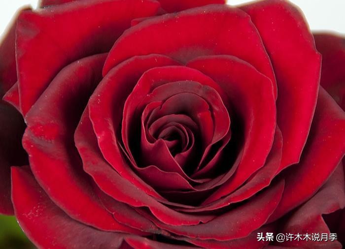 世上有黑色的花吗,世上有黑玫瑰吗