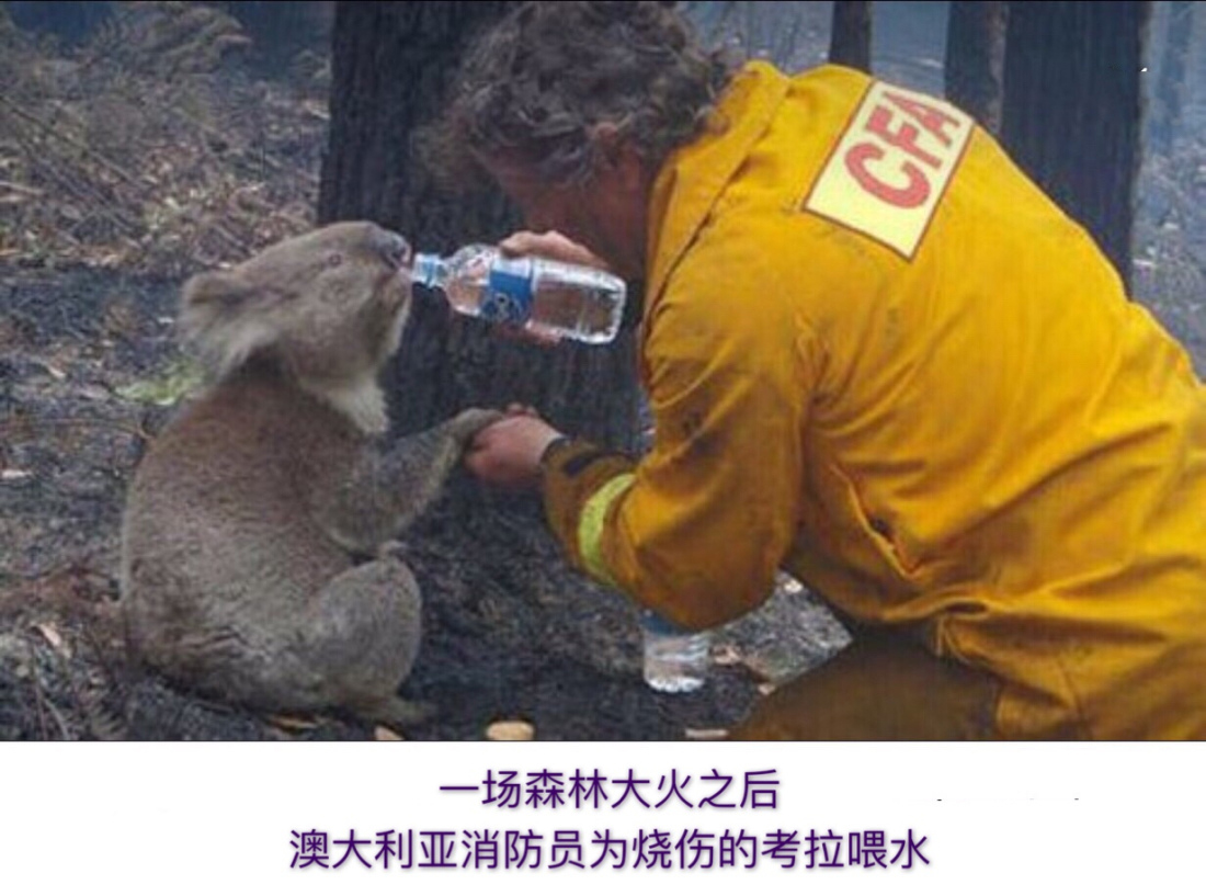 考拉灭绝袋鼠泛滥,关于考拉面临灭绝原因的问题