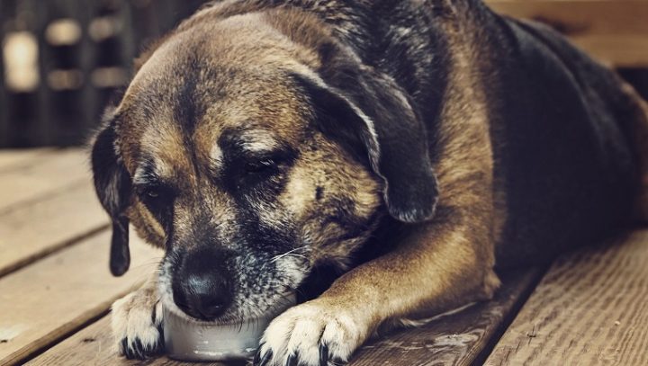 狗狗老年痴呆训练它方向感,狗狗老年痴呆治得好吗