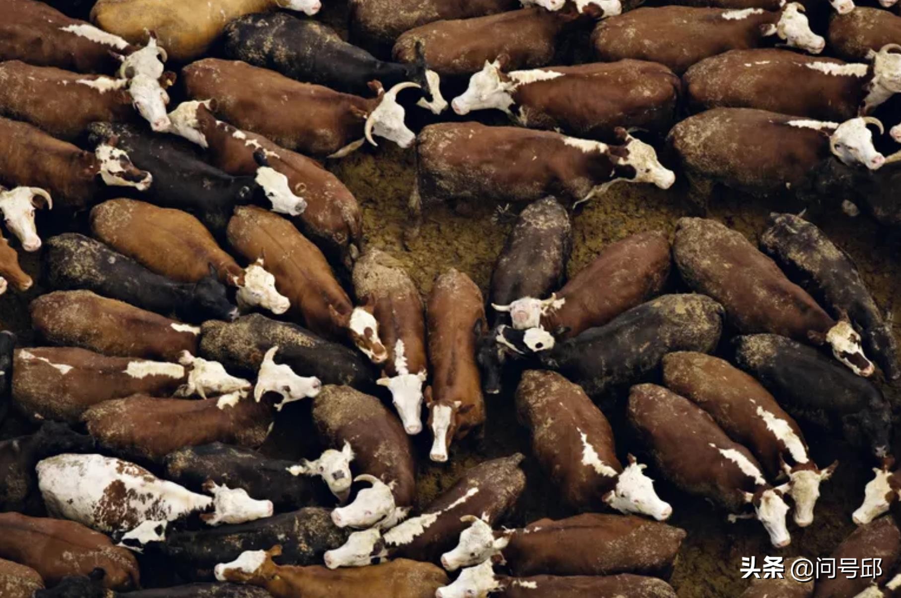 每年人类杀死动物的数据,全球一年要杀害多少个动物