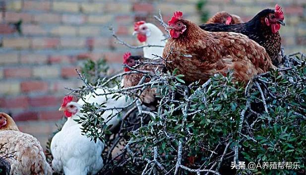 冬天鸡预防感冒用什么方法最好,治疗鸡感冒的特效药