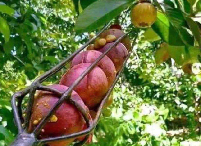 增强人体免疫力的10种最佳水果,5种水果保护心脏血压提高免疫力