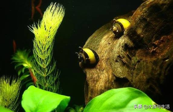 鱼缸中的清洁工最好的选择,鱼缸清洁工清道夫有作用吗