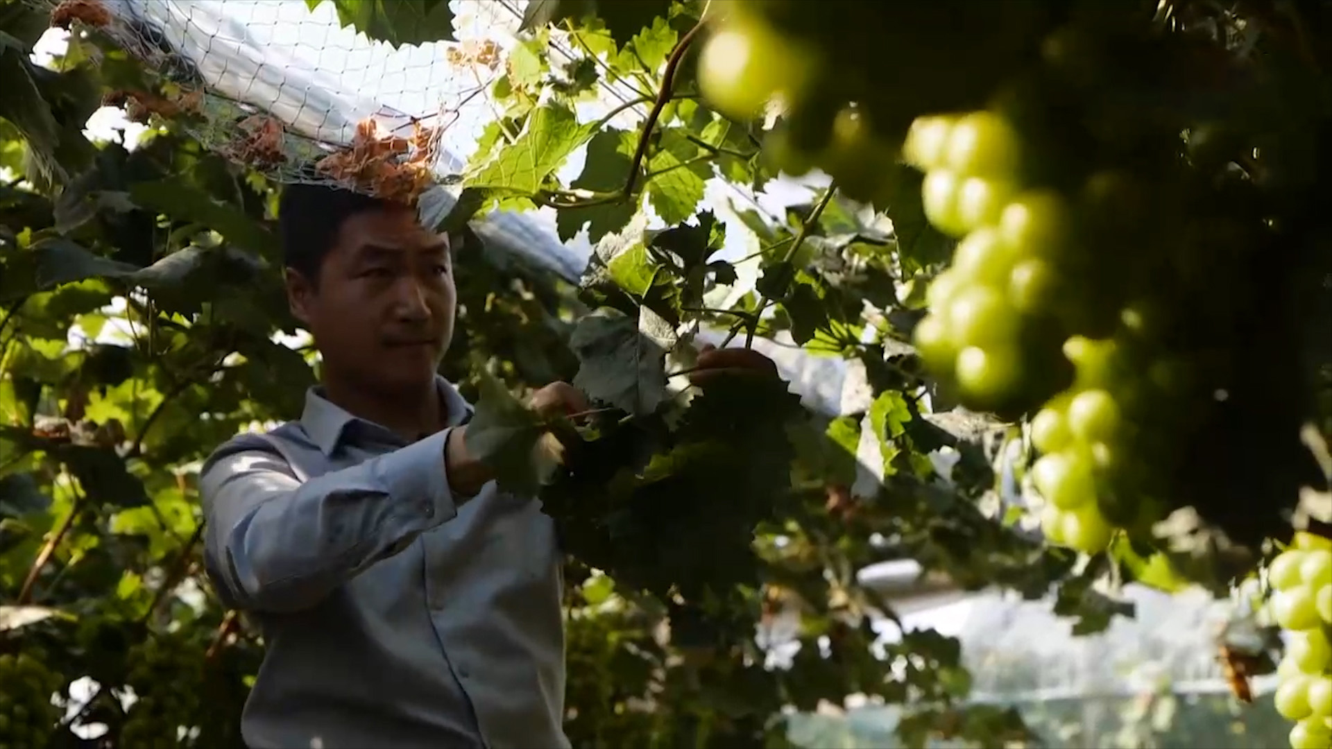 回农村创业种葡萄效益如何,农村小伙回家创业种葡萄