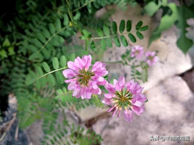 游玩北京香山公园之行,7月的北京香山公园图片