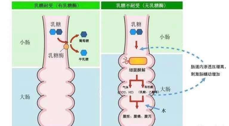 宝宝拉泡沫便可以喝乳糖酶吗,宝宝每天拉两次稀便要吃乳糖酶吗