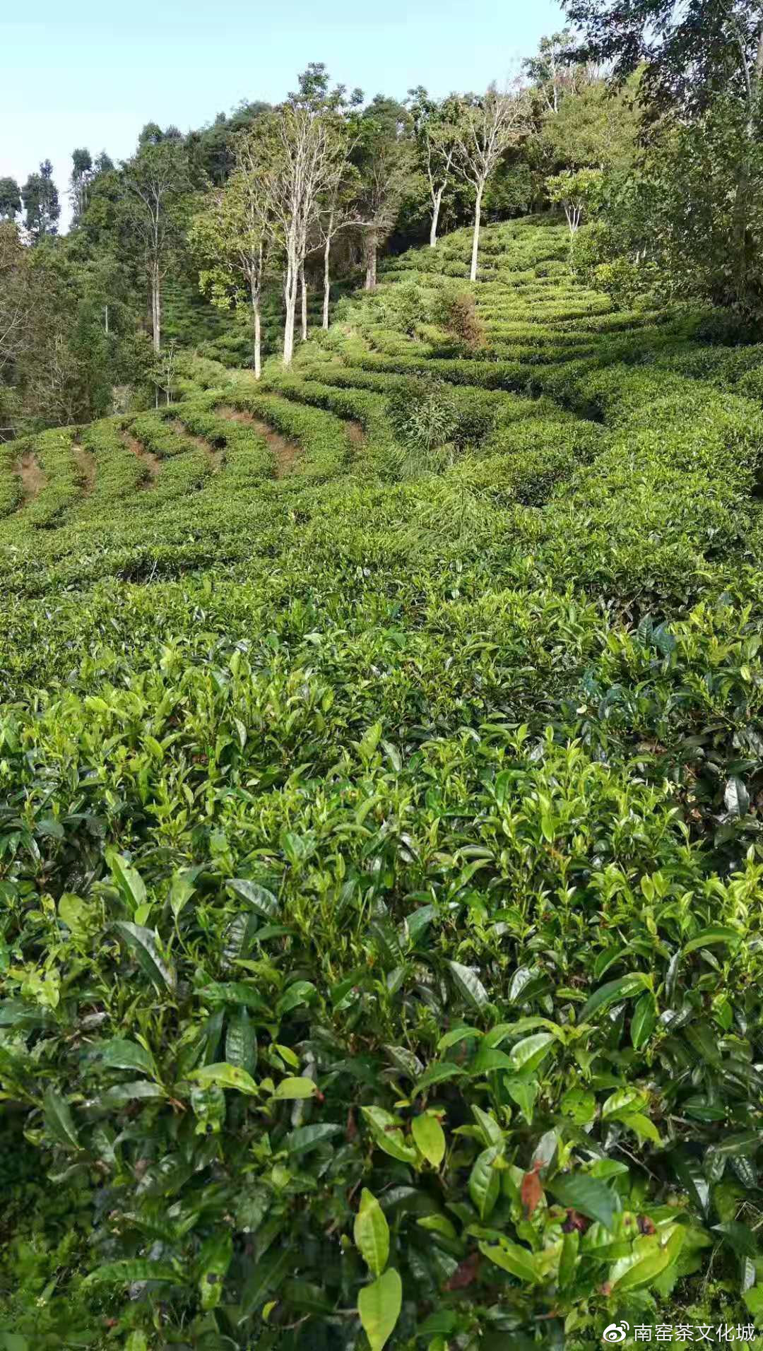 琼之醇茶业,琼之醇茶业图片