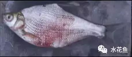 鱼类生病的表现,鱼类赤皮病