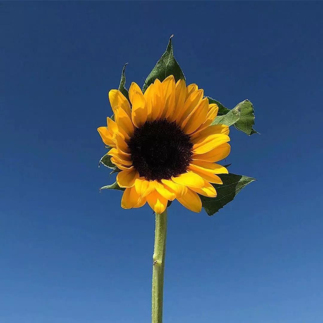 愿岁月静好度细水流年图片,惟愿岁月静好安度细水流年
