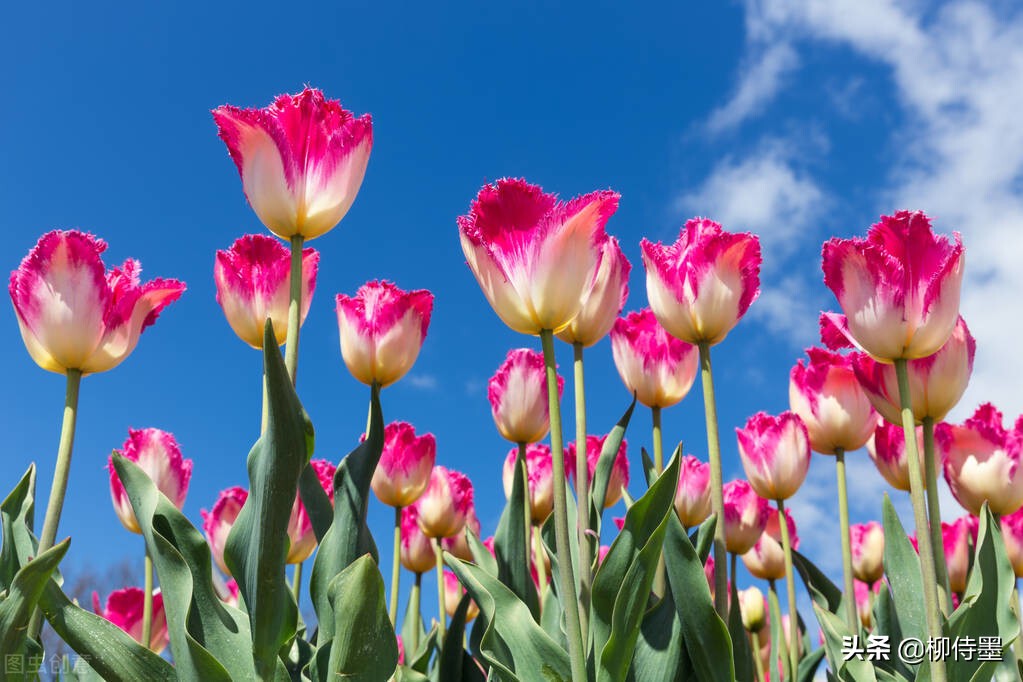 如何拍郁金香才有意境,郁金香拍照姿势怎么拍好看