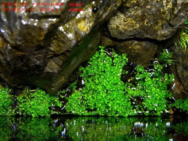 如何打造景观小缸,院子简易水景流水缸制作方法图片