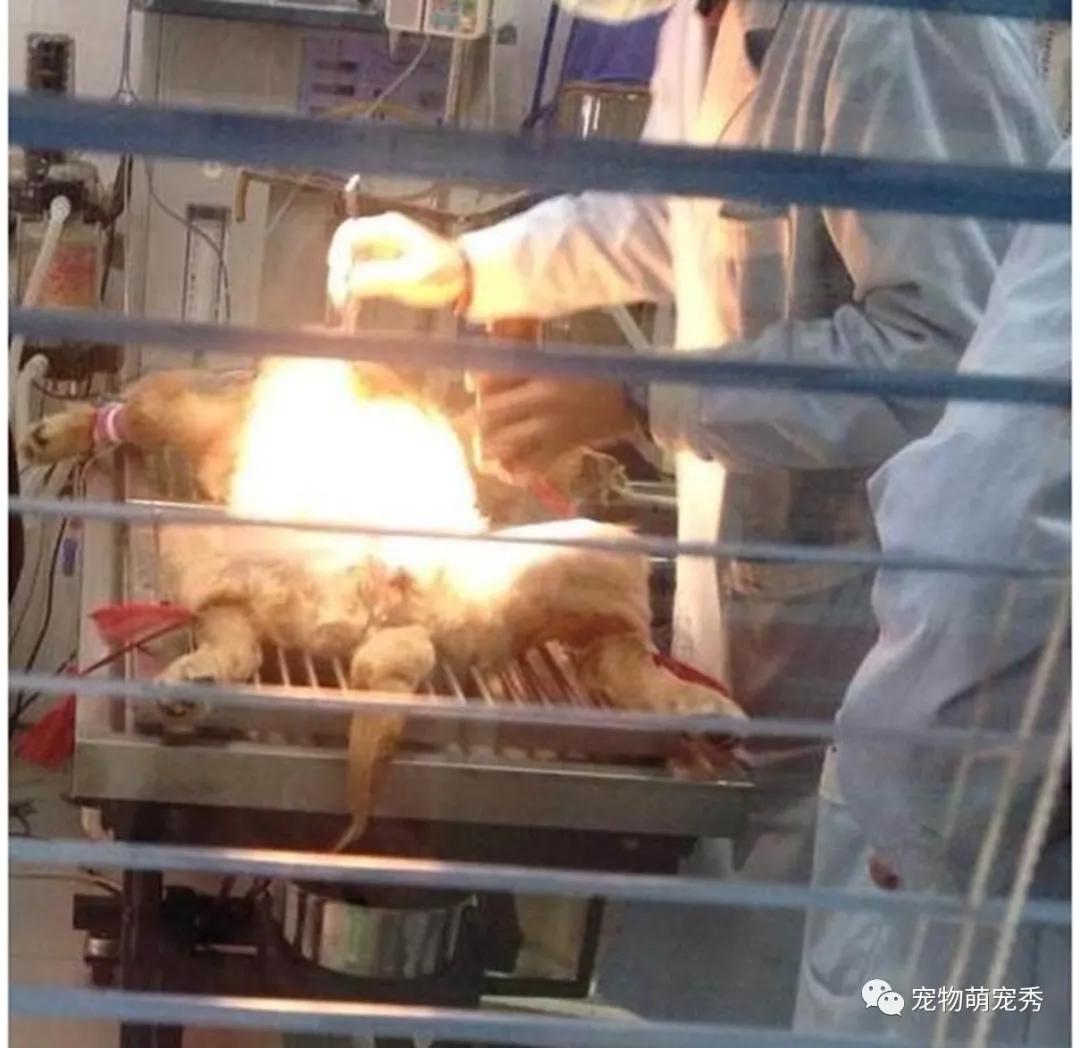 金毛犬莫名受伤主人苦寻真相,金毛犬误食食物