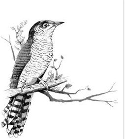 郭沫若笔下的鸟,郭沫若笔下的白鹭是那样惹人喜爱