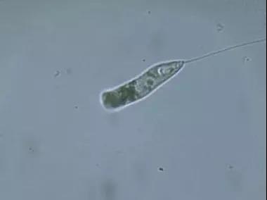 污泥镜检操作方法,污泥检测项目及标准有哪些呢