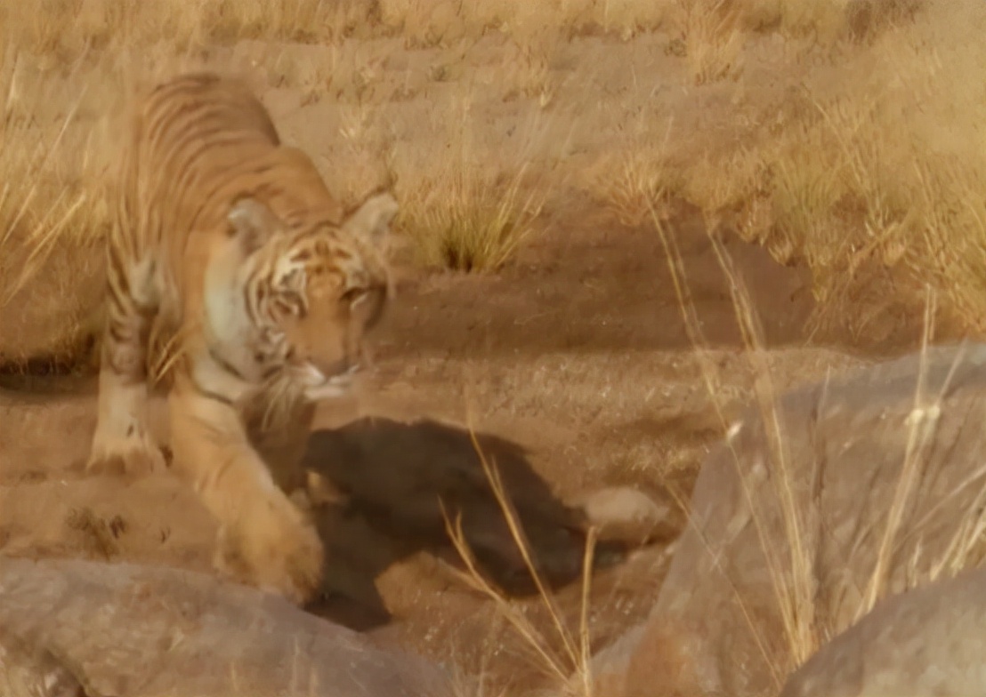 科学家把两头老虎运到非洲，这样的入侵，狮子还能保住地位吗？
