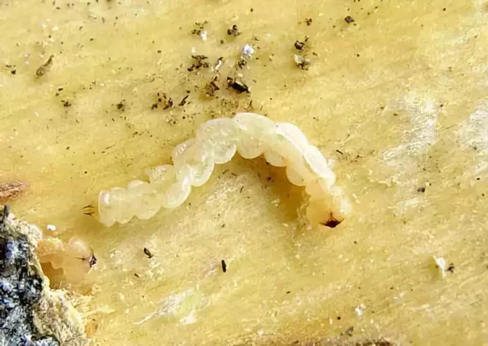 柑橘树的土壤里的虫用什么药,柑橘生长过程中主要有哪些病虫害