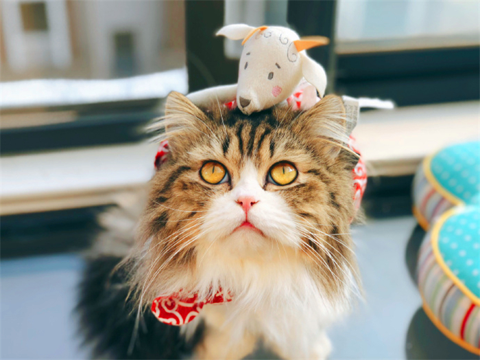 田园猫常见的8个品种,田园猫最厉害的是什么猫